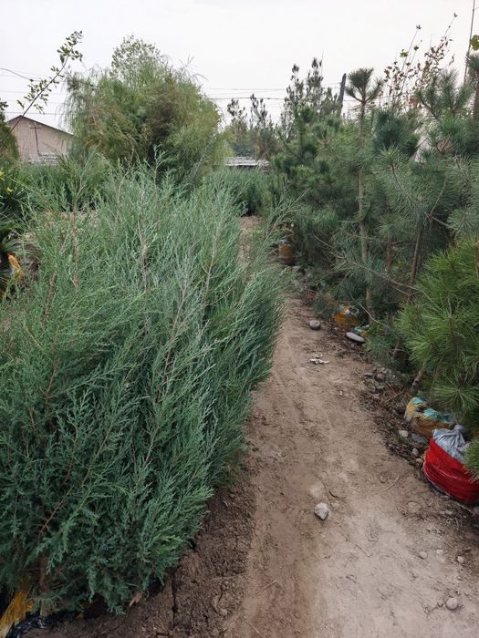 Арчалар 30 миндан Archalar 30 mingdan ADRIS Fod Sity ( AVANGART)