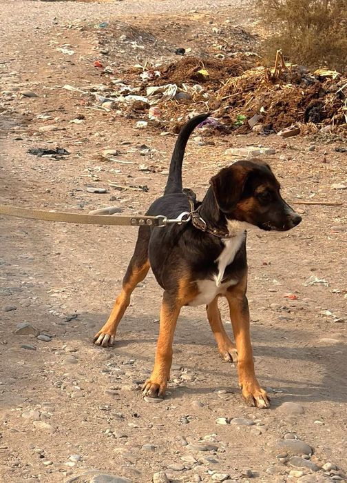 Щенок даром в добрые руки