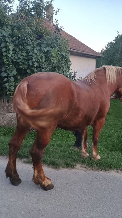 Vand iapa de 6 ani
