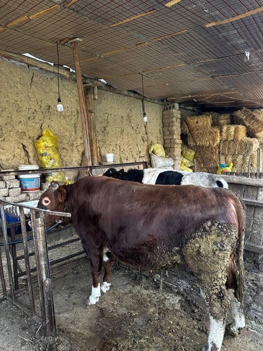 Mol sotiladi kilosi 70 ming sum