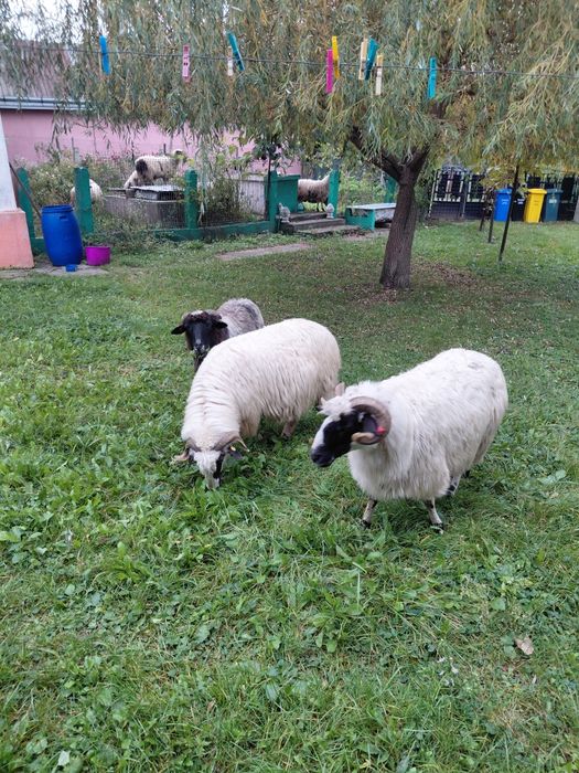 Vand 3 oi breze bune