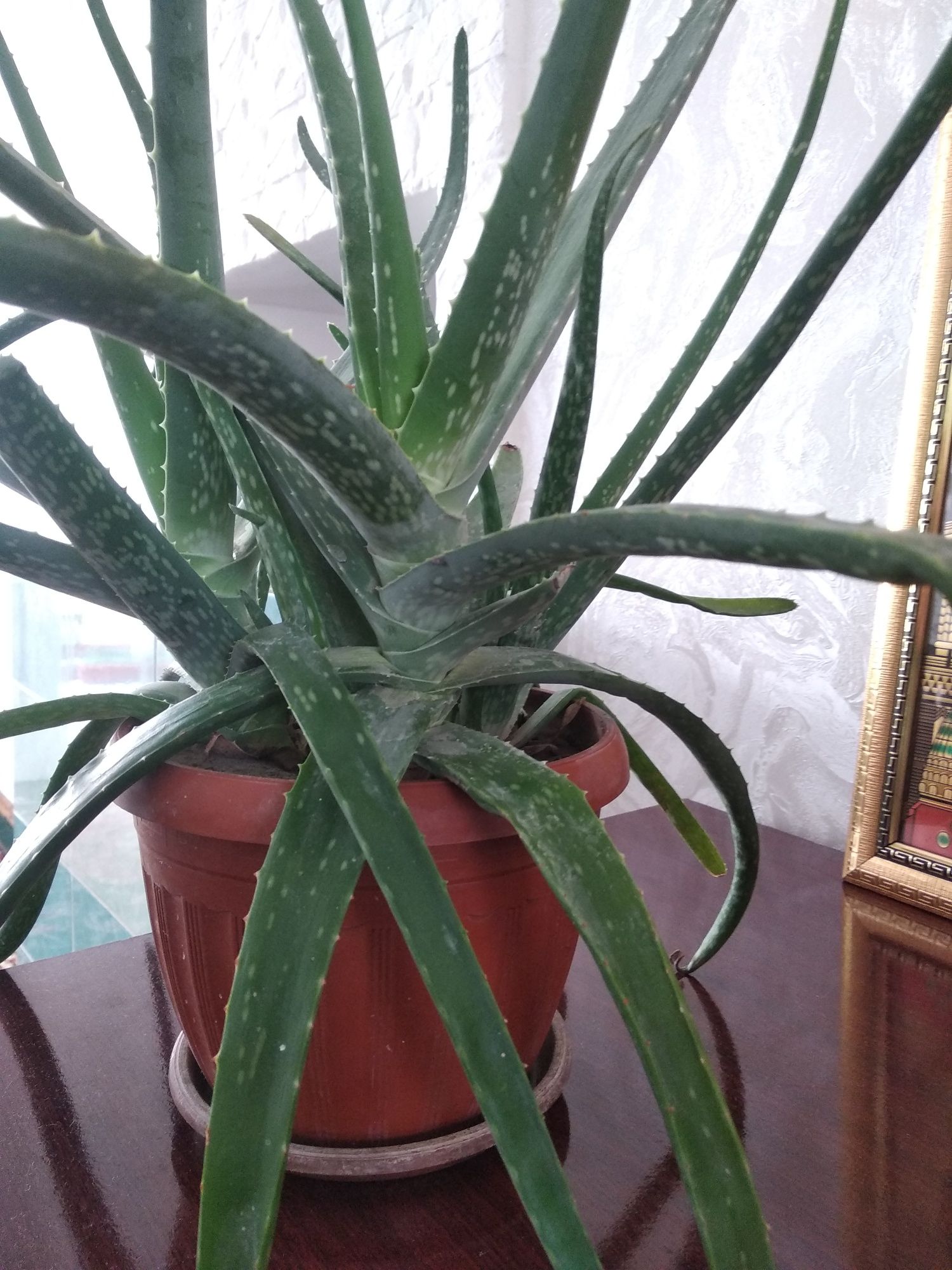Aloe vera sotiladi