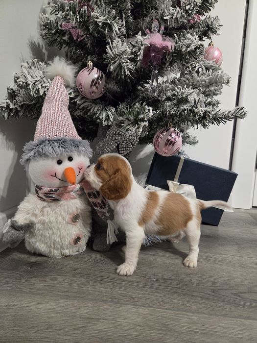 Кавалер кинг чарлз шпаньол