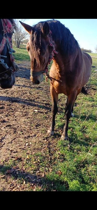 Disponibil cal de 4 ani