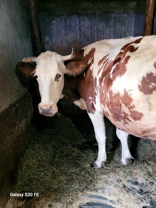Vaca baltata frumoasa bună de lapte 5 pe 6 ani montata cu.baltat