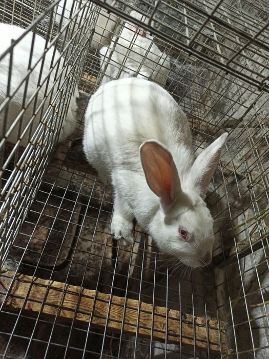 Assalomu alaykum Yangi Zelandiya va Kaliforniya zotli quyonlar sotilad