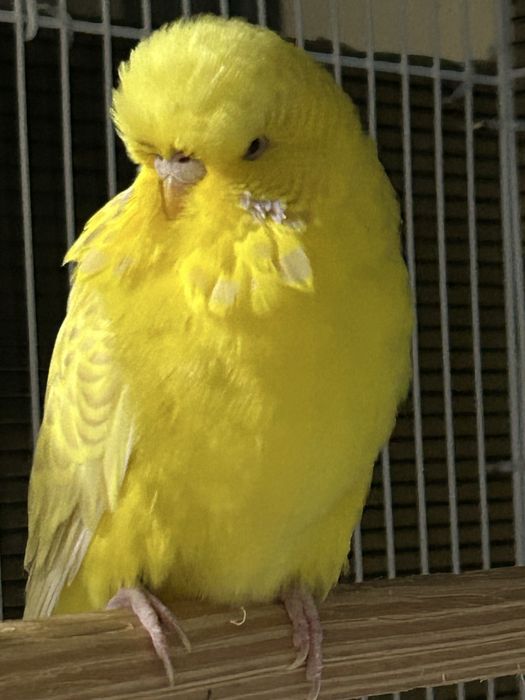 Perusi standard perechi adulti / pui / tineret papagali