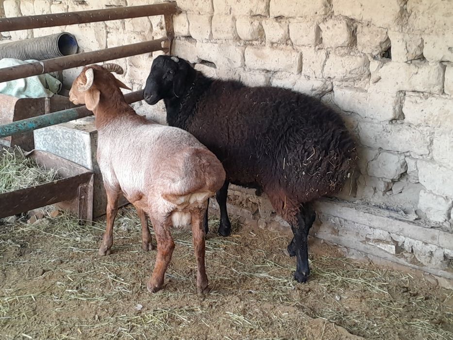 Кучкорлар сотилади