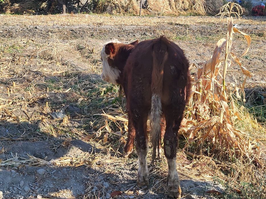 Гренфорд зоти тозаси