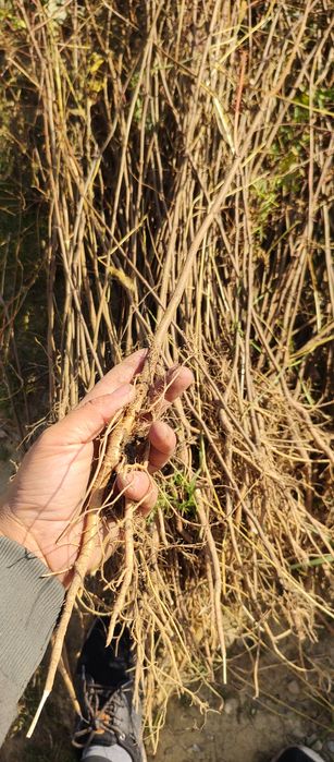 Puieți salcâm frasin mesteacăn fag carpen tei