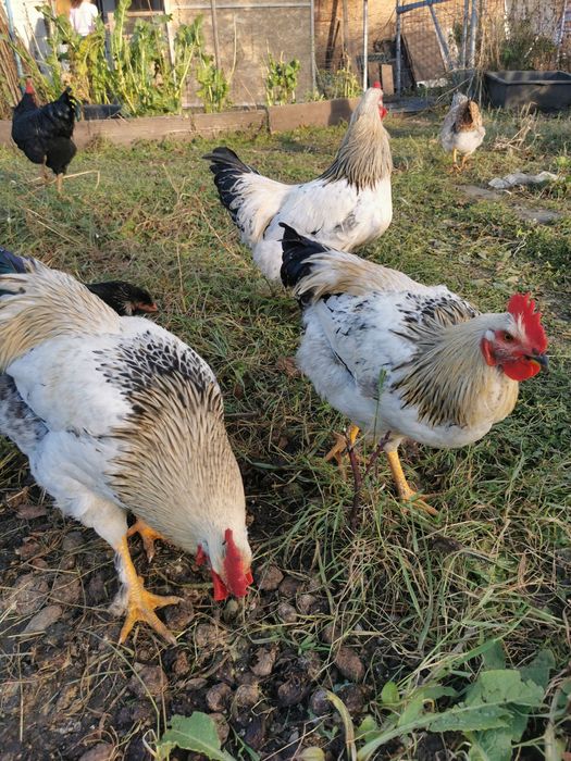 Vând s-au schimb cocoși rasă mare,cu găini. Crescuți liber și bio 100%