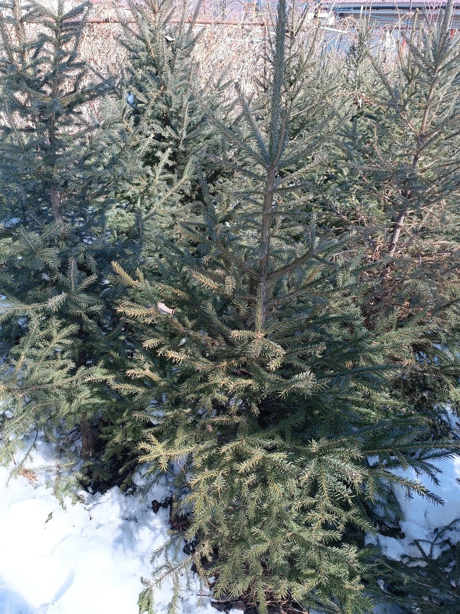 Сибирские елки .
