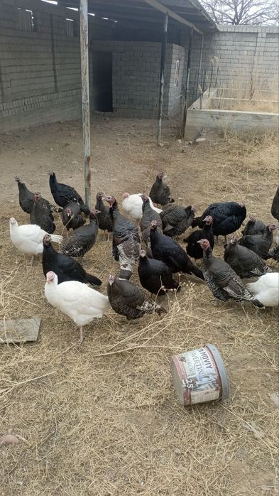 Продам домашних индюков и индюшек.