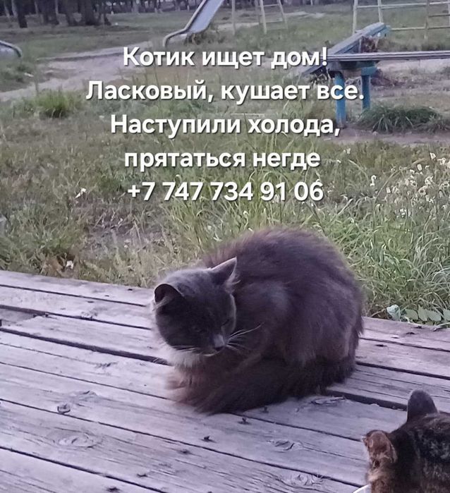 Котику нужен дом! Срочно!