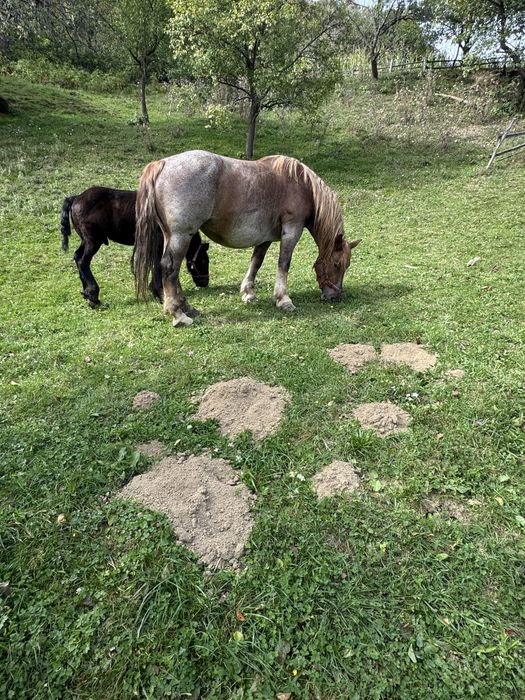 De vanzare manz se vad si o poza cu iapa