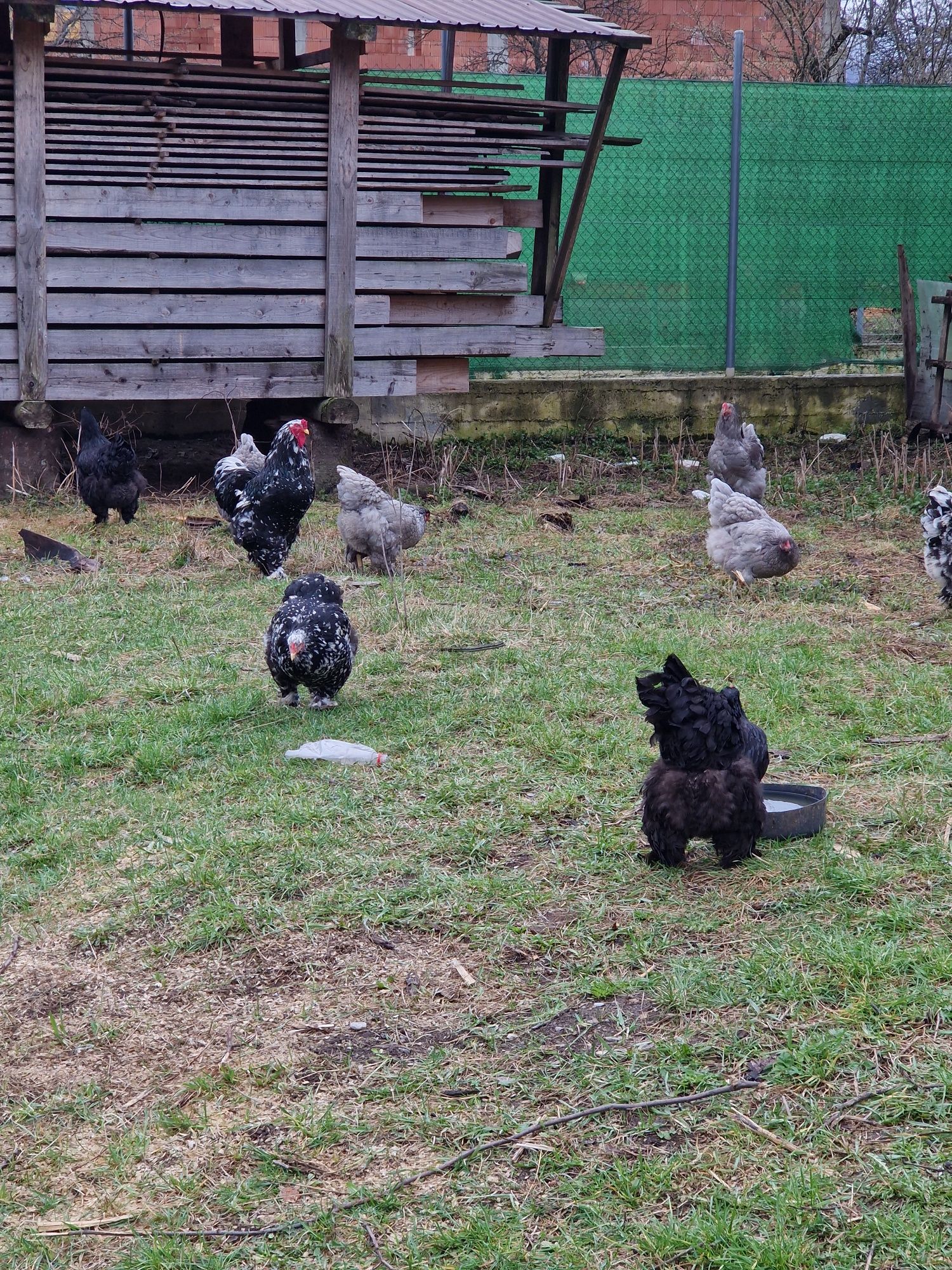 Vând oua pt incubat de la găini  brahma Albastru ,Negru și Bobat