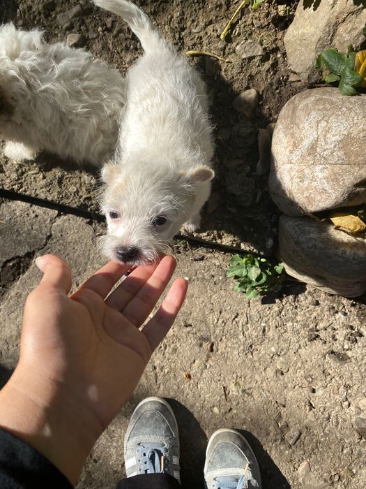 ADOPȚIE pui 4 luni