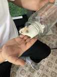 Hamster laqabli Xamchok sotiladi