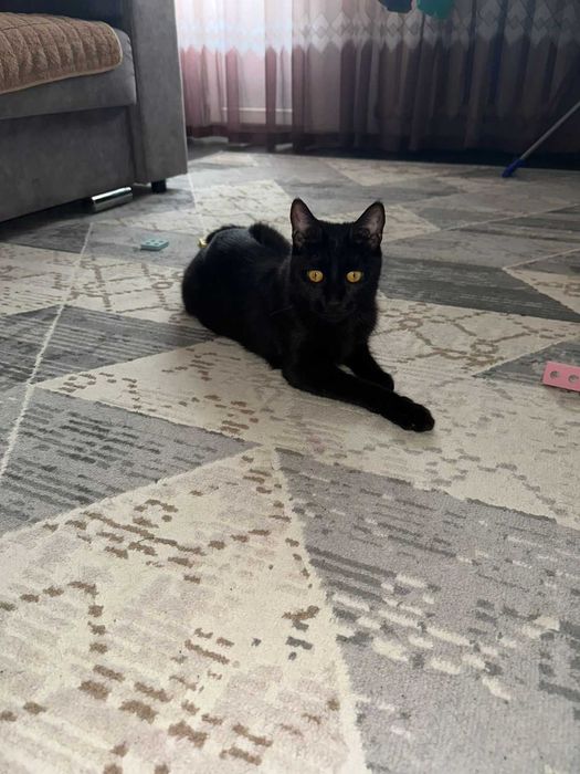 Ласковому котику нужен дом!