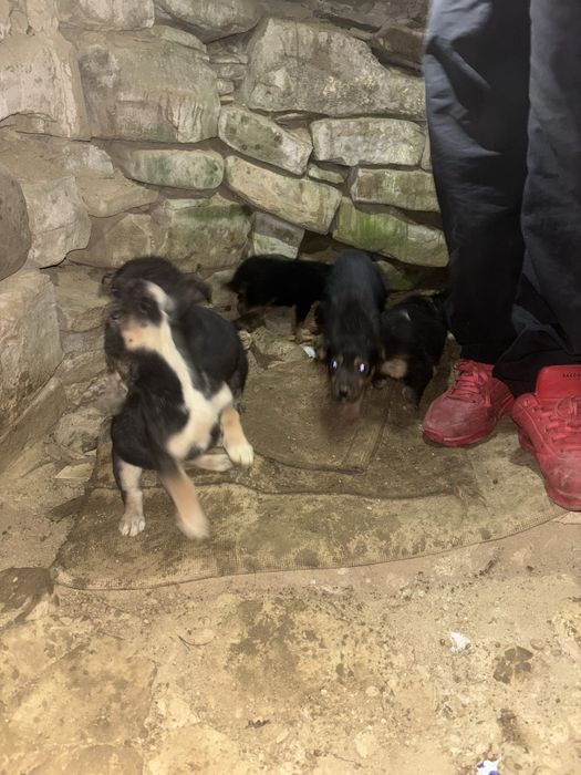 doman 5 pui de catel