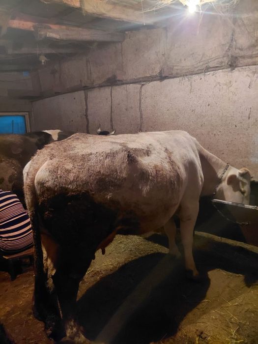 Корова с телёнком