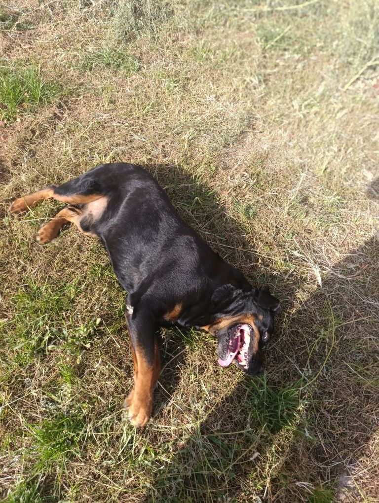 Rotveyler kuchuk 1 yosh