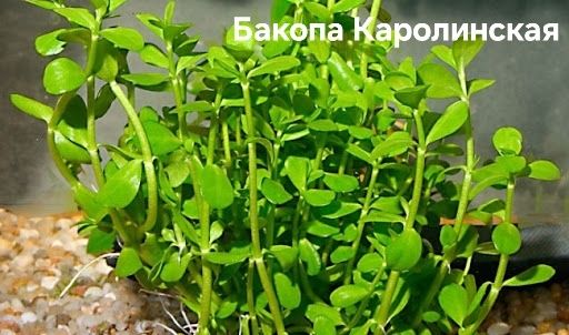 Растения без Co2