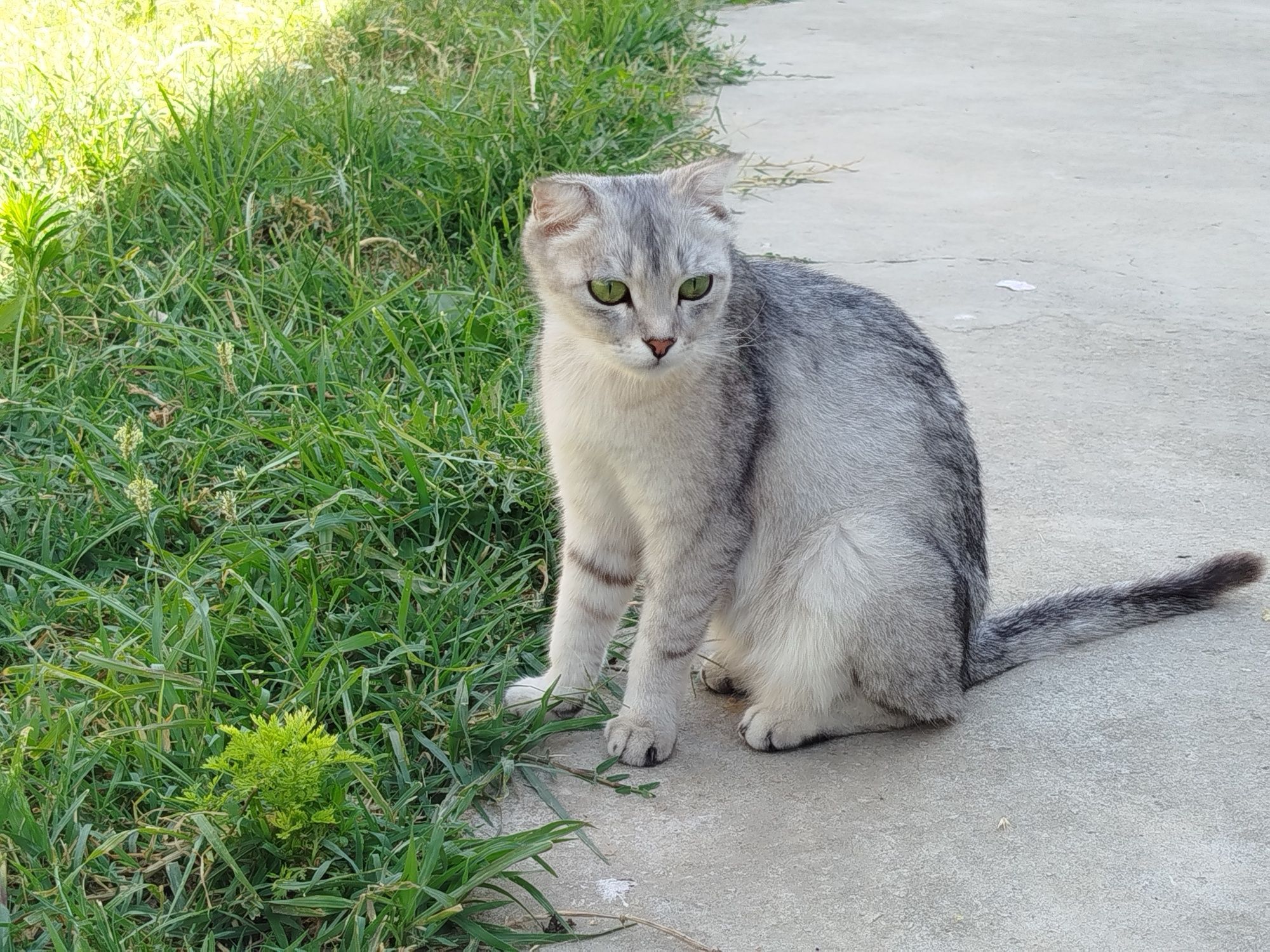 Scottish fold mushukchalar