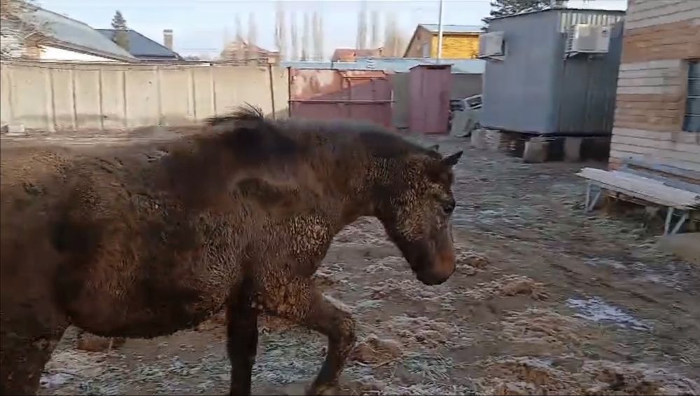 Продам Лошадь.