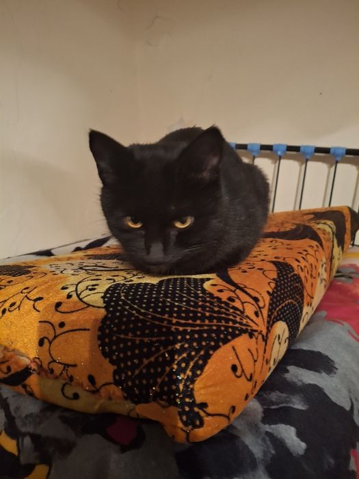 Котенок домашнии