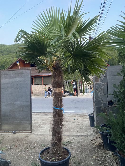 Vand palmier 2,5m 3000 lei