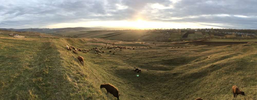 berbeci si oi mielute rasa jura