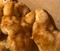 Продам цыплят ломан браун  родились 29  февраля 2024 года