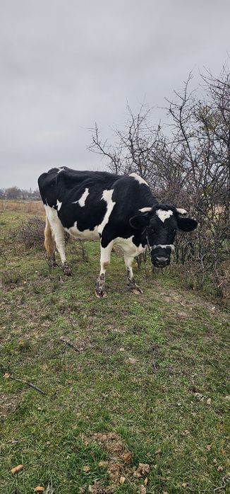 Vaci tinere de vanzare