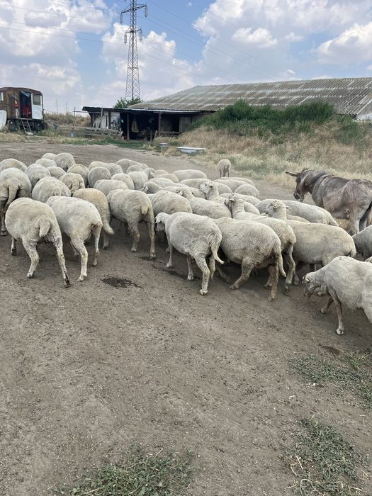 Oi merinoase gestante(depuse)