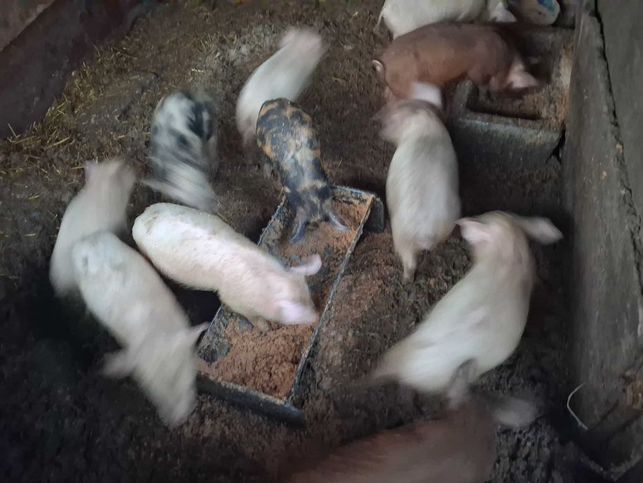 Здравейте предлагам 10 малки прасенца