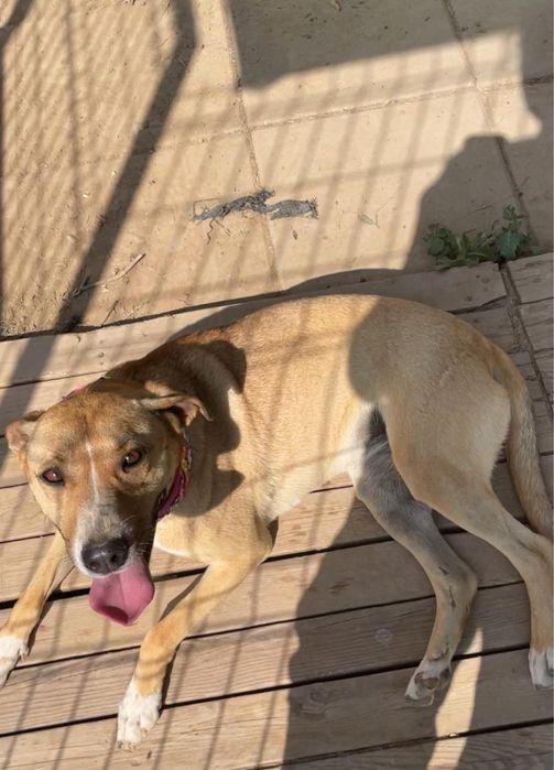 Frida, 2 ani, catelusa iubitoare