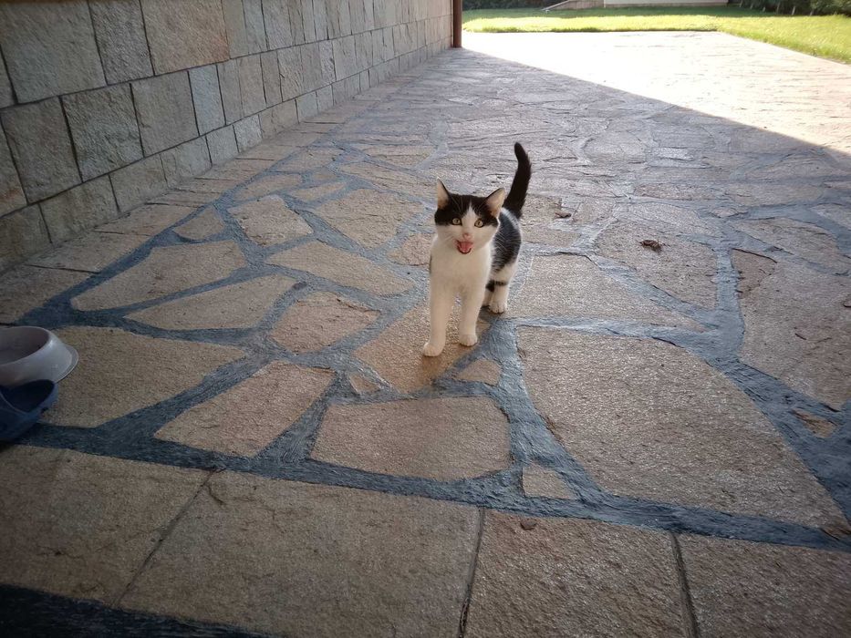 Подарявам няколко котета