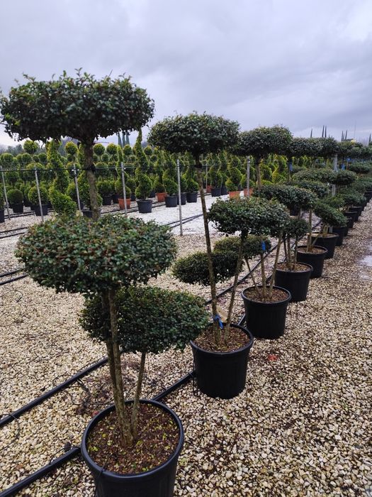 Plante ornamentale calitate superioara