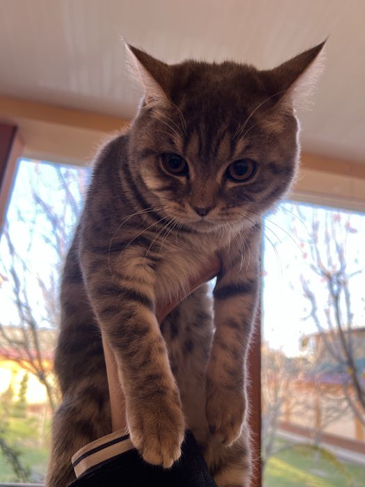 Scotish strayt sotiladi