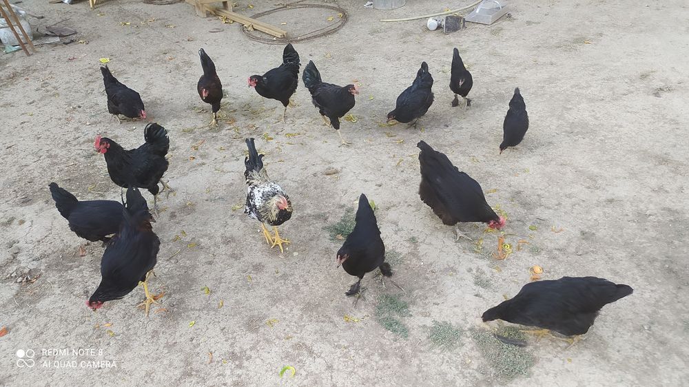 Продаются петухи и куры оптом домашние не инкубаторские .