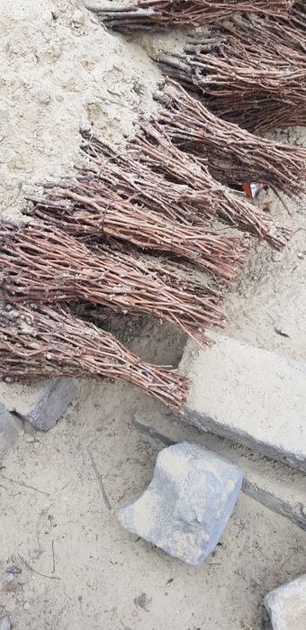 Butasi vita de vie și pomi fructiferi