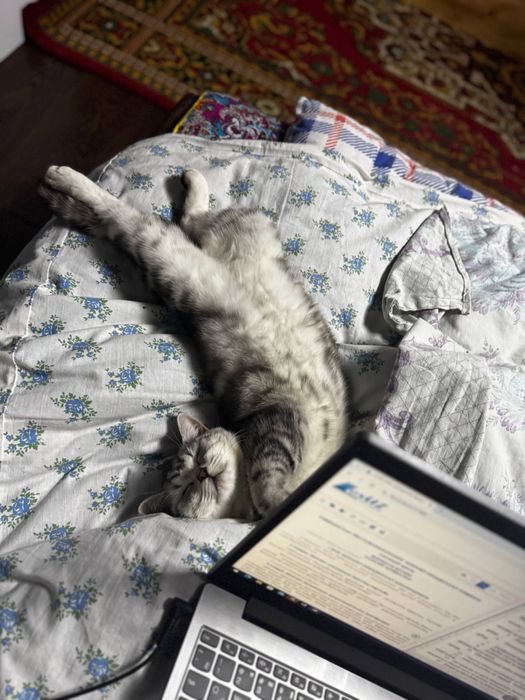 Vyaskaga skotish strayt mushuk tekinga qilamiz