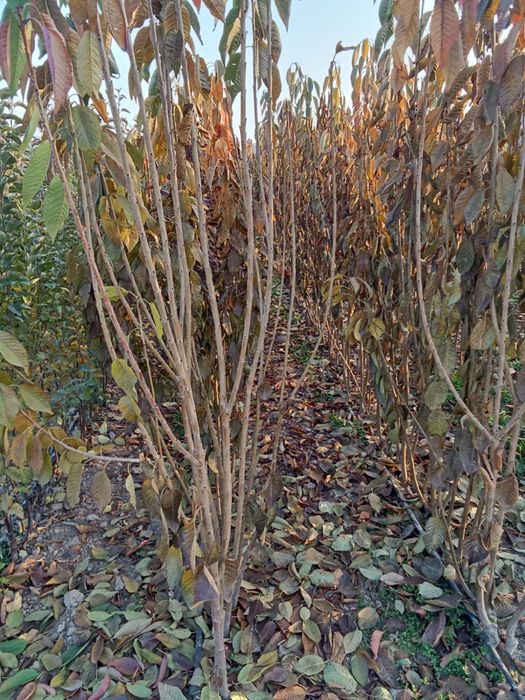 Саженцы деревьев яблоки-черешня