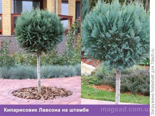 Лимонный кипарис или «Голд-Крест» — сорт. Доставка есть