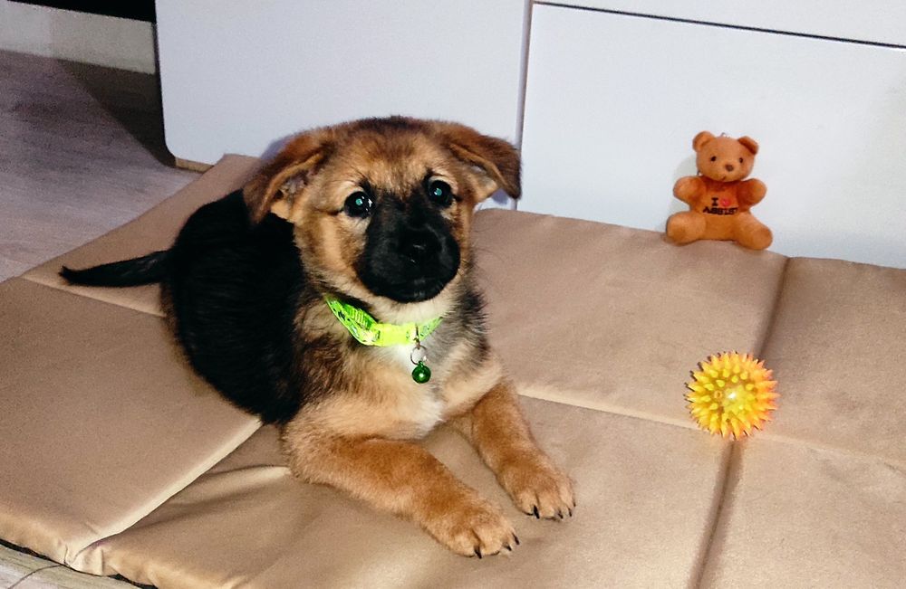 Щенок собака девочка