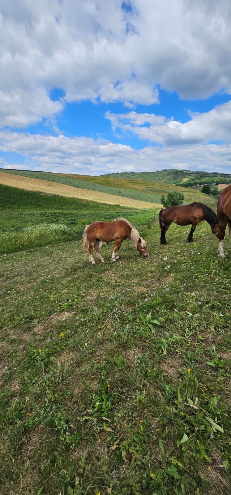 Armăsari de 1 an
