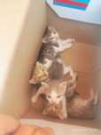 Котенца подарявам