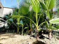 Palma koʻchatlari