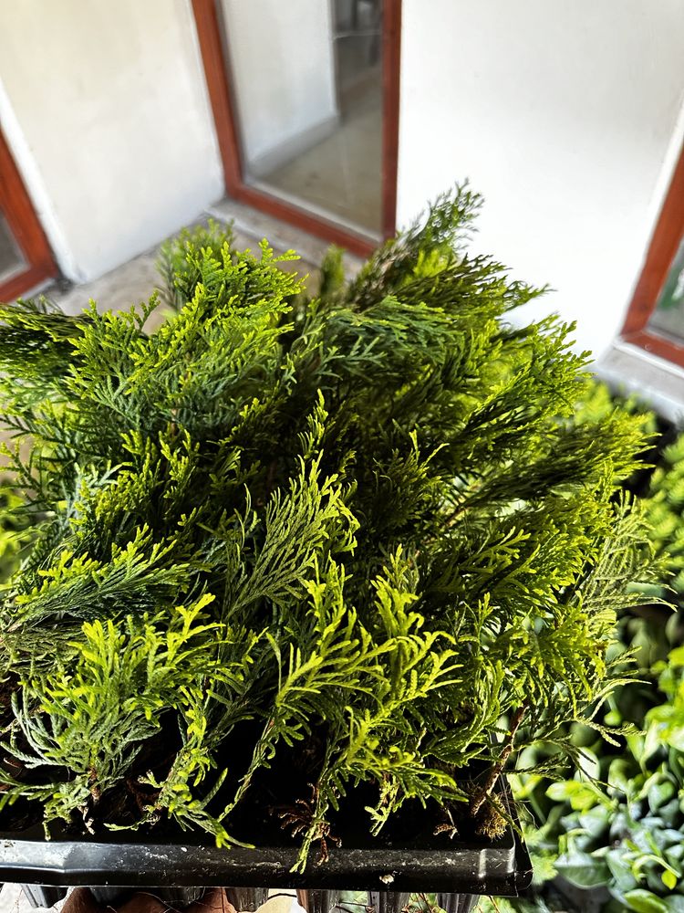 Thuja tuia smaragd